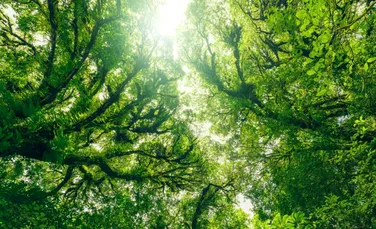 O pudră creată în laborator ar putea elimina dioxidul de carbon din aer la fel ca un copac