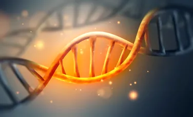 A fost găsită celula imunitară care încetinește îmbătrânirea