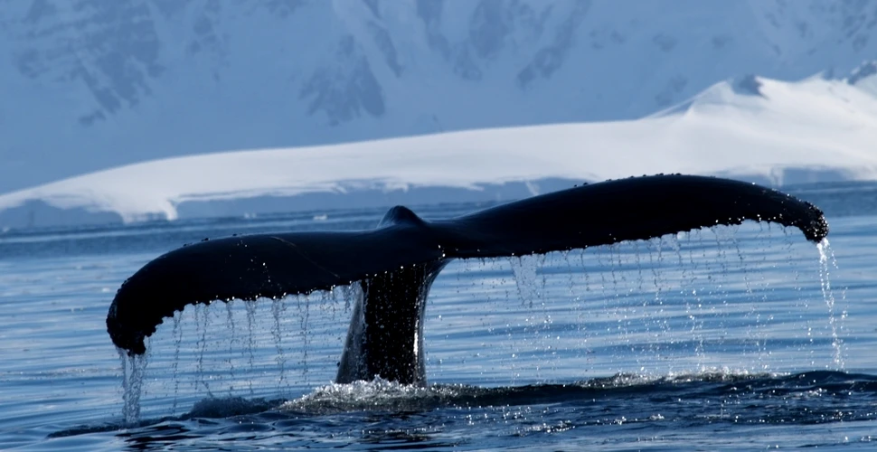 Vânătoarea de balene: crime în numele ignoranţei şi lăcomiei