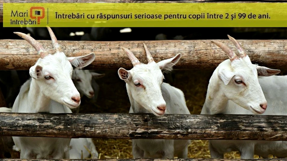 Ce diferenţe există, de fapt, între laptele de capră şi cel de vacă şi care este cel mai sănătos