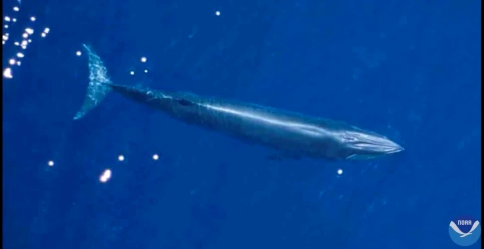 O specie nouă de balene din SUA ar putea fi deja pe cale de dispariție