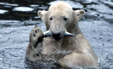 Ursii polari, amenintati de criza finanaciara