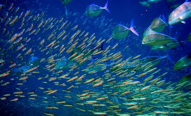 Cum au ajuns peştii să prefere plasticul ca hrană. Ce efecte are acestă schimbare