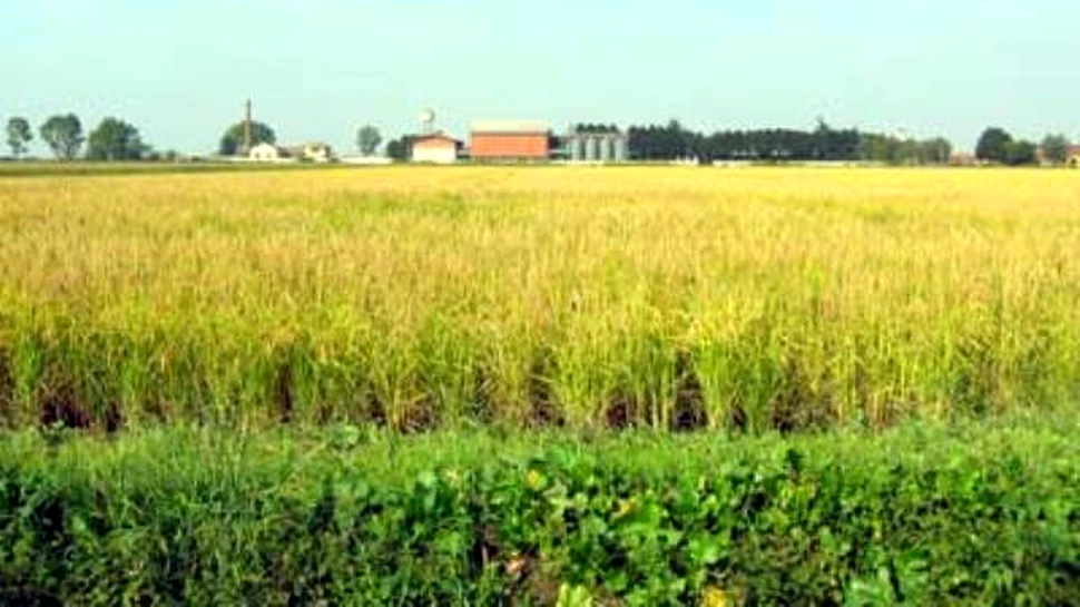 Furt de gene intre plante