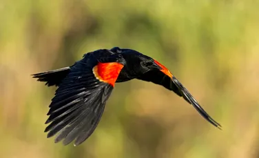 Păsările dispar în ritm accelerat în trei zone critice