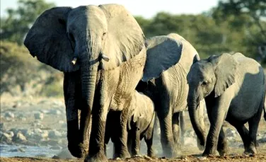 Elefantii invadatori sunt stresati la maximum