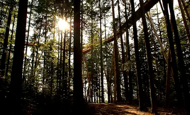 Record într-o pădure bavareză: cea mai lungă potecă din lume croită peste vârfuri de copaci (GALERIE FOTO/VIDEO)
