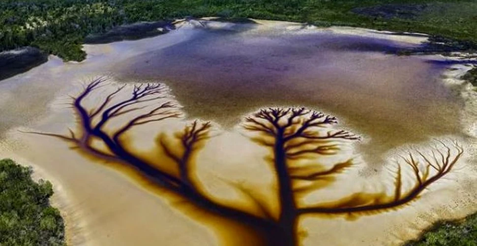 Imagini spectaculoase arată „Copacul vieții”, creat de un fenomen natural pe suprafața unui lac din Australia