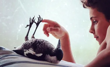 Viaţa neobişnuită a coţofenei Penguin. Nu i-a uitat pe cei care au salvat-o şi a devenit al patrulea „copil” al familiei – VIDEO