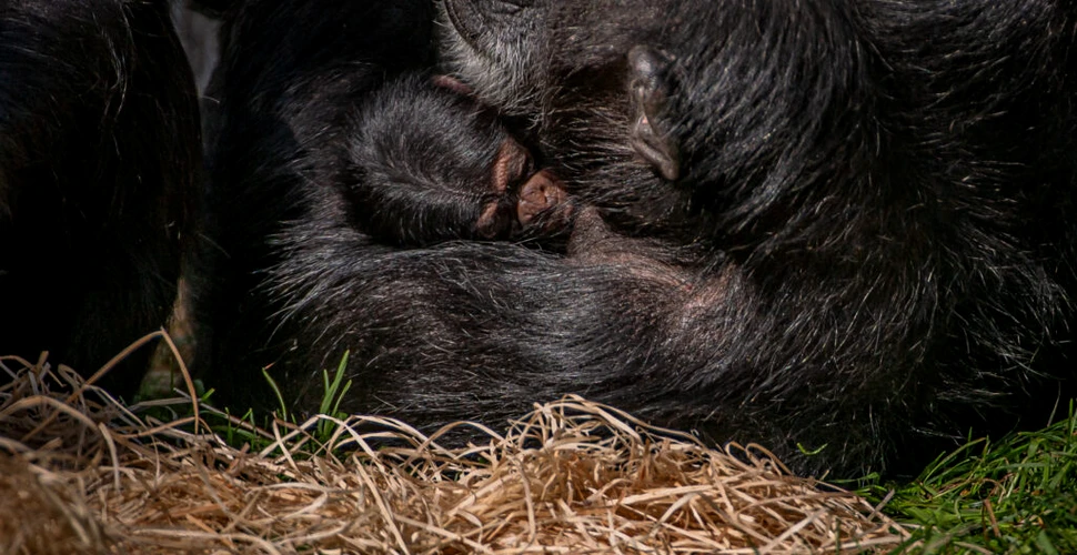 „Cel mai rar cimpanzeu din lume” s-a născut la o grădină zoologică din Marea Britanie