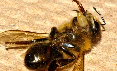 Muştele parazite distrug albinele americane