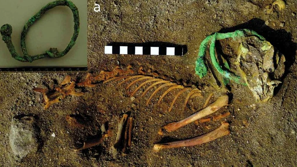 Cel mai vechi „cimitir de animale de companie” din lume, descoperit din greșeală în Egipt