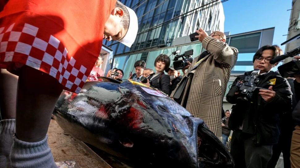 Un ton roșu, vândut cu 720.000 de euro la tradiționala licitație de început de an din Tokyo