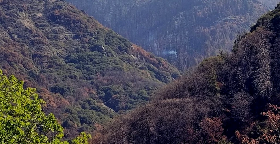 Un arbore sequoia continuă să ardă mocnit după incendiile de vegetație de anul trecut din California