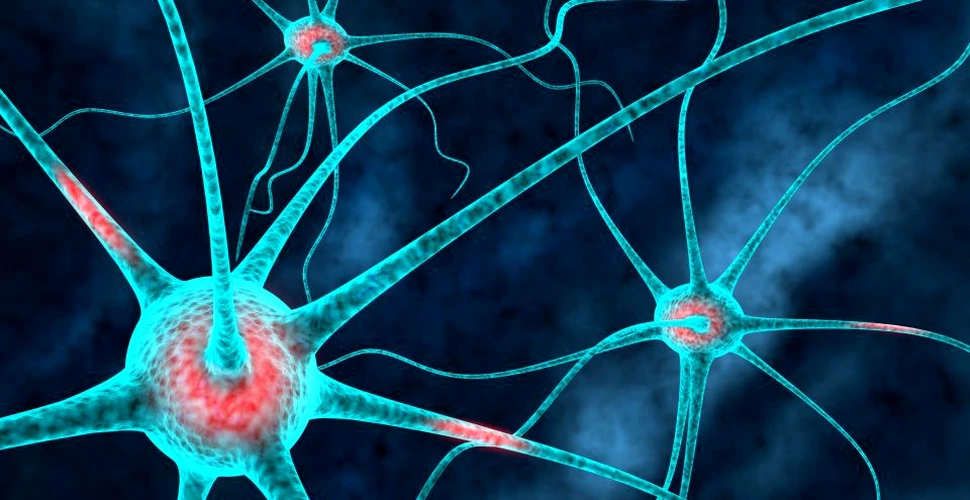 Cum ne putem multiplica foarte uşor numărul de neuroni