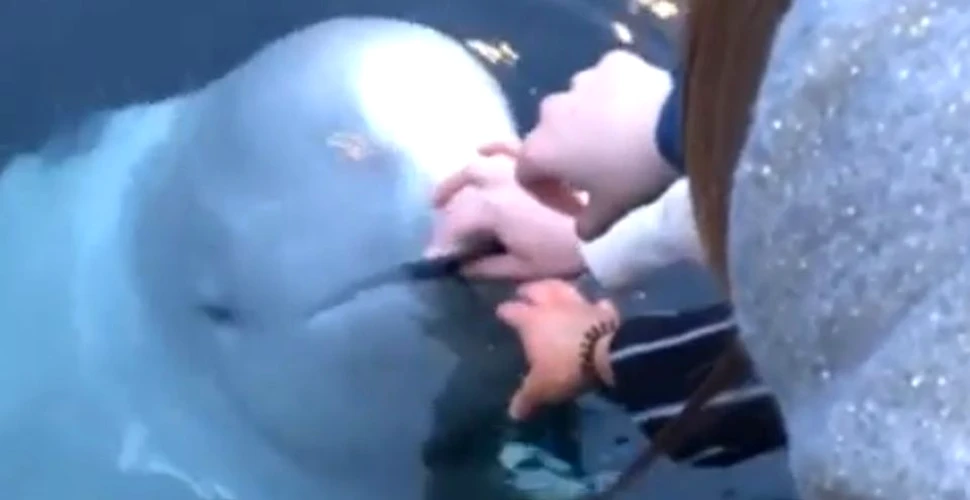 O beluga ar fi returnat un iPhone găsit în adâncul oceanului. Clipul viral care provoacă controverse