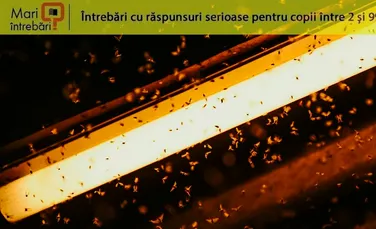 De ce sunt atrase insectele de lumina artificială?