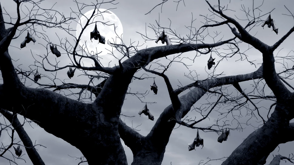 Cercetătorii din Cluj studiază modificările climei din urmă cu mii de ani cu ajutorul liliecilor