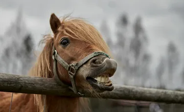 Suferă și animalele de probleme de sănătate mintală?