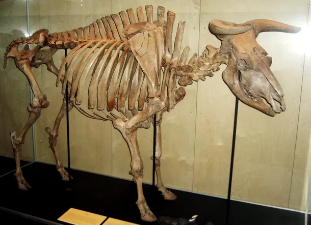 Schelet complet al unui taur de bour expus la Muzeul de Zoologie din Copenhaga