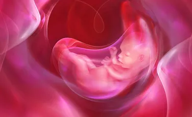 Un nou studiu rescrie tot ce se ştia despre dezvoltarea embrionilor la mamifere