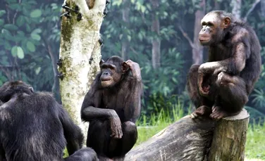 Mai multe maimuţe-mutant au fost descoperite în Uganda