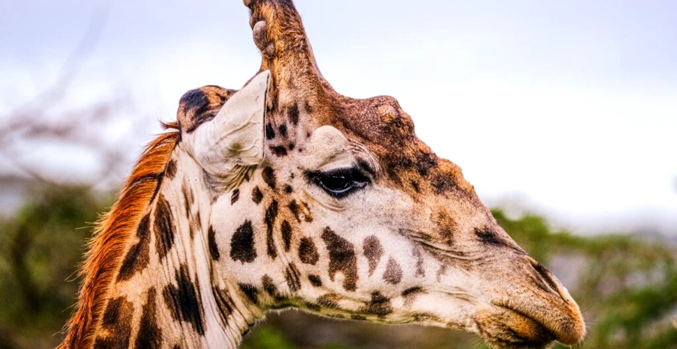 Girafele Masai din Kenya și Tanzania își provoacă propria extincție