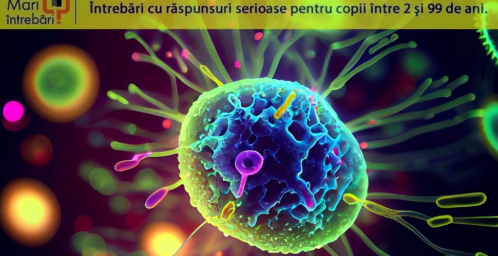 Care a fost primul virus descoperit?