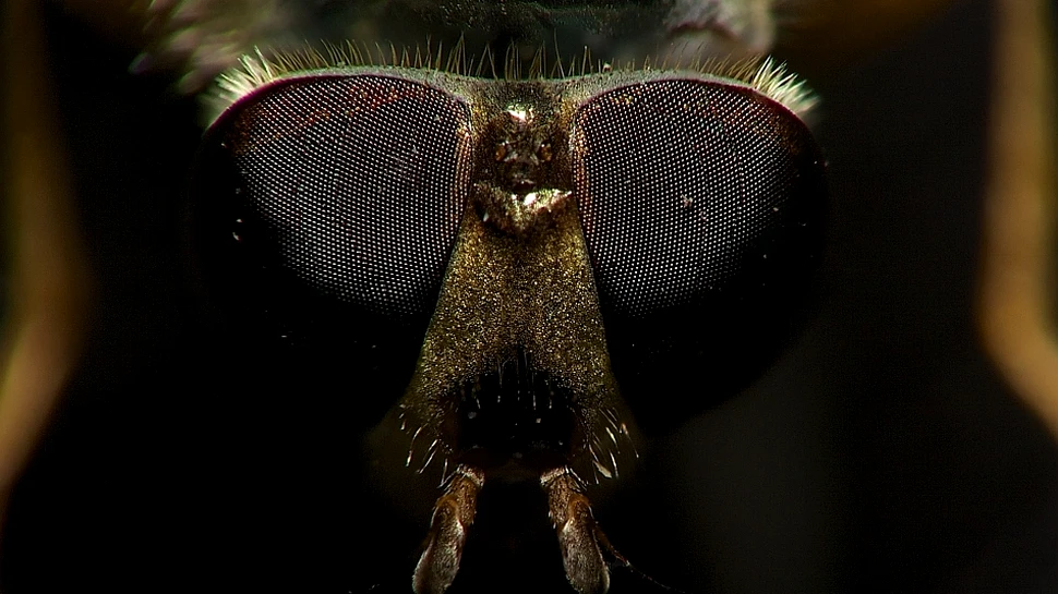 Zece animale despre care nu ştiai că se transformă în „zombi”