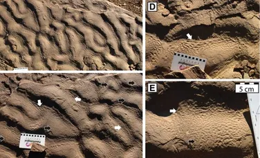 Ce au aflat cercetătorii despre niște roci misterioase cu „piele de elefant”?