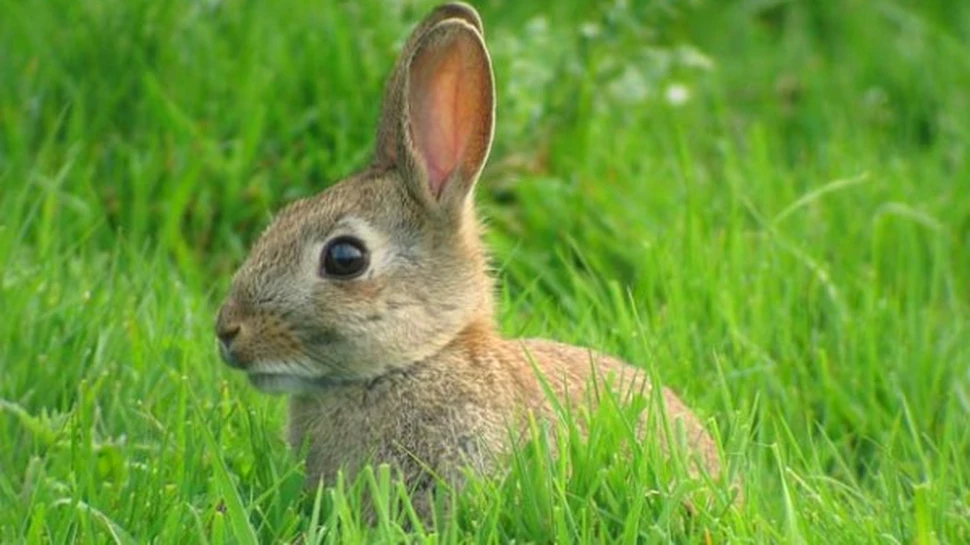 Suedezii produc energie termica din iepuri