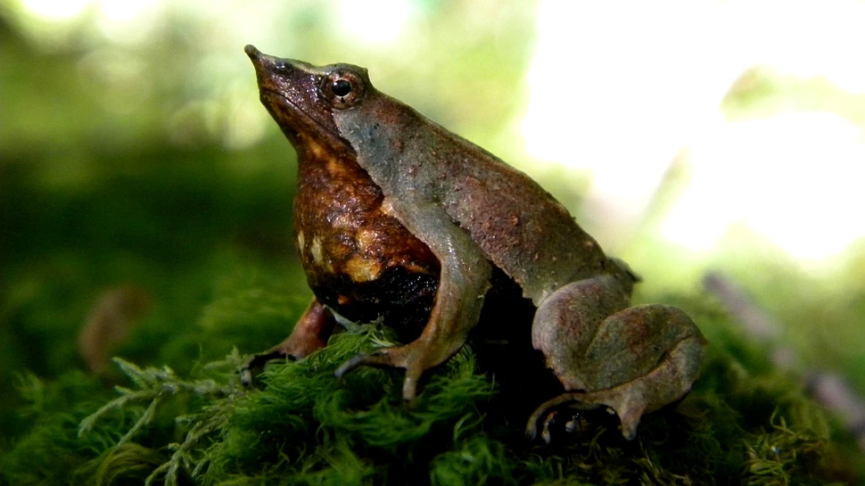 Specia de broaşte denumită în onoarea lui Charles Darwin, declarată în mod oficial dispărută