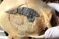 Un craniu cu un implant metalic, una dintre cele mai vechi dovezi ale unui implant chirurgical antic