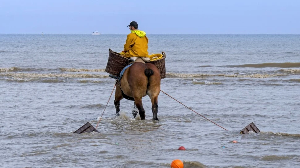 O tradiție seculară, ce mai este păstrată doar în Belgia, riscă să dispară