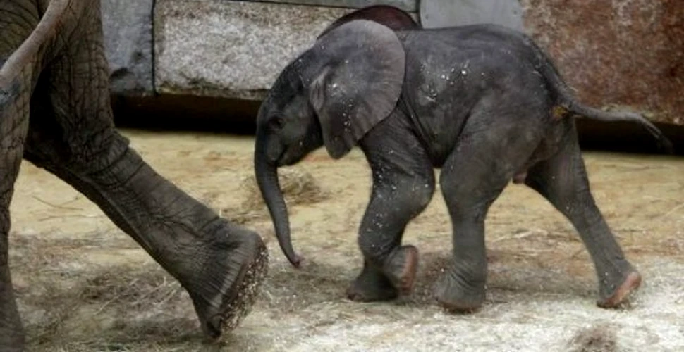 Mama prematura la elefanti…