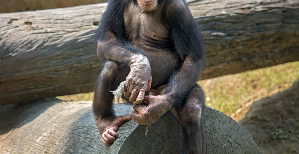 Un hibrid om-cimpanzeu ar fi fost creat într-un laborator în anii 1920