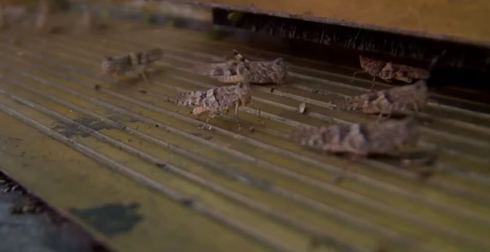 Invazie de insecte în Las Vegas. Roiuri de greieri au acoperit clădiri celebre