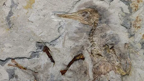 Fosilele dezvăluie modul tragic în care a murit o pasăre acum 120 de milioane de ani