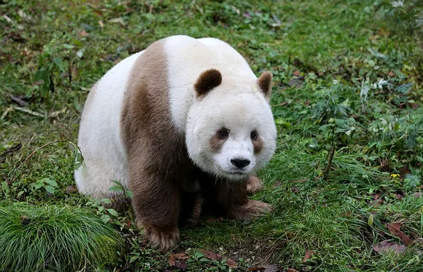Ursul panda care a devenit o celebritate datorită culorii sale neobişnuite 