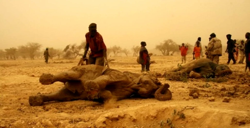 Ultimii elefanti ai Africii sunt decimati de seceta extrema