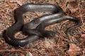 Un șarpe rar a fost găsit într-un stat american pentru a doua oară în 60 de ani
