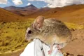 O specie de șoarece supraviețuiește la altitudini mai mari decât orice alt mamifer
