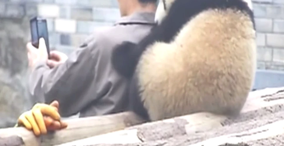 În China, până şi urşii panda învaţă de mici să pozeze pentru un selfie. Imaginile care au cucerit Internetul – VIDEO