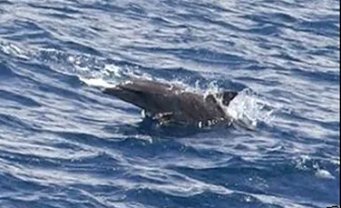 Un delfin a salvat doua balene esuate