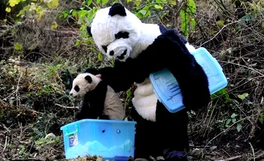Vrei sa ajuti un panda? Trebuie sa arati ca un panda