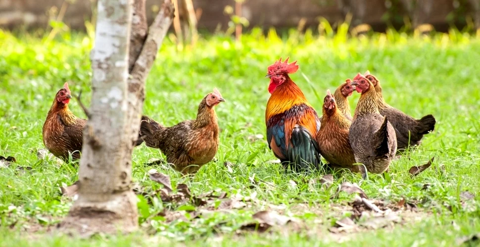 Găinile: păsările care ne-au influenţat decisiv evoluţia