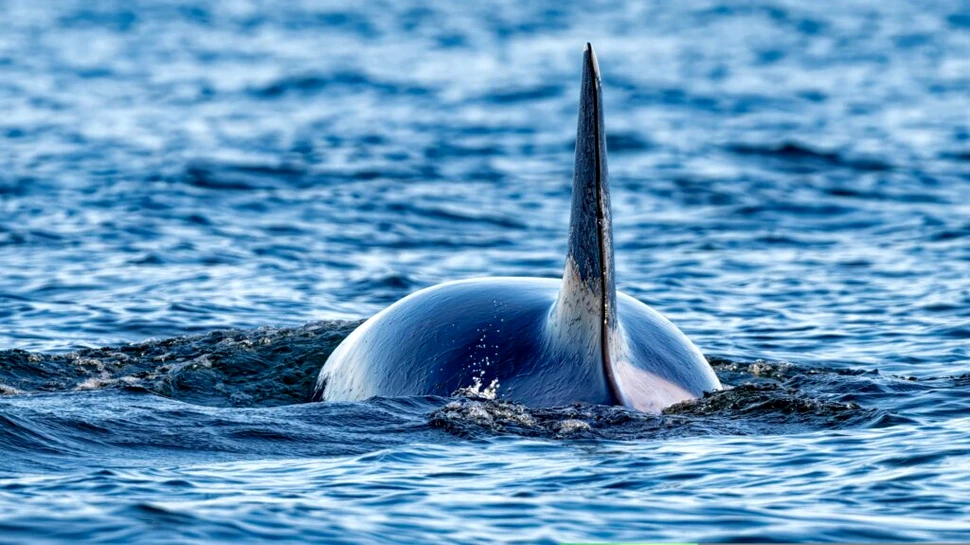 Un nou studiu schimbă tot ce știam despre disparițiile misterioase ale marilor rechini albi