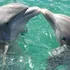 Delfinii au ajuns să „țipe” pentru a face față poluării fonice cauzate de om
