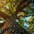 Solstițiul de vară este „calendar natural” pentru copaci. Cum îi ajută cea mai lungă zi din an?