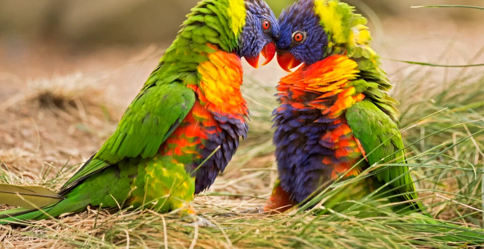 Papagalii au fost învățați să efectueze apeluri video. Ce au încercat să afle cercetătorii?